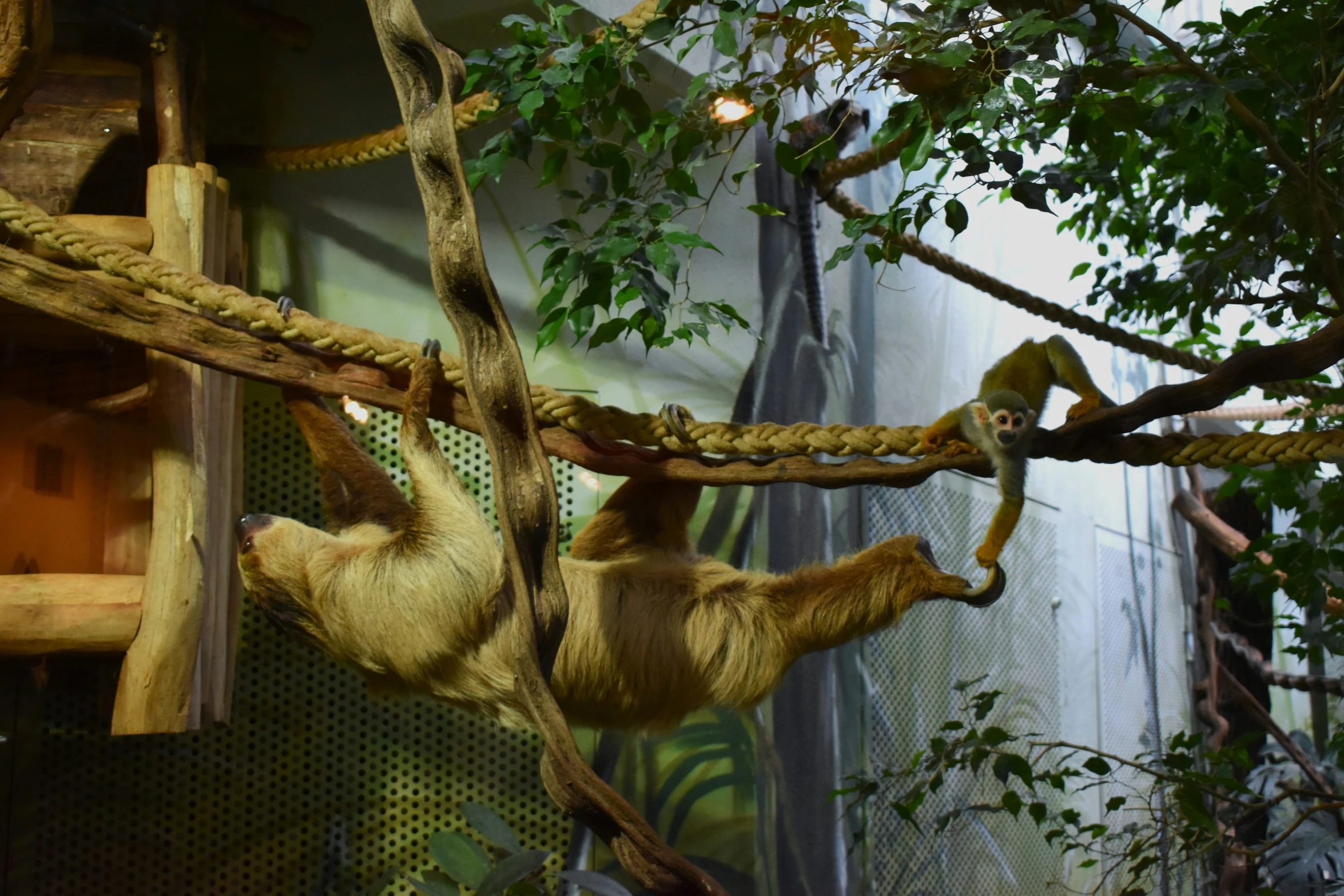 two slottors hanging from a tree outside