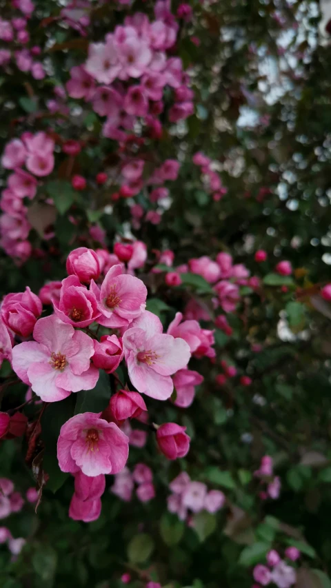 some pretty flowers that are growing in the grass