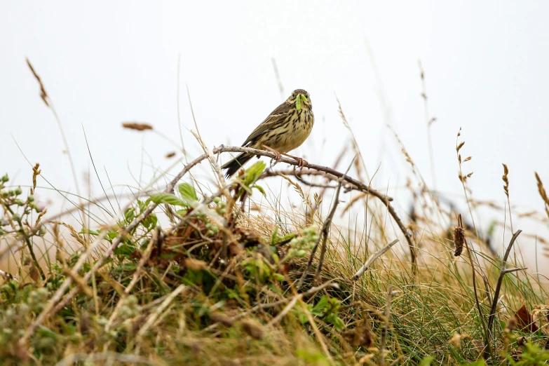 a small bird sits on a tree nch in the brush