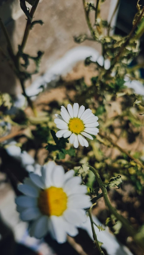 some very pretty flowers in a bunch by the side of the road