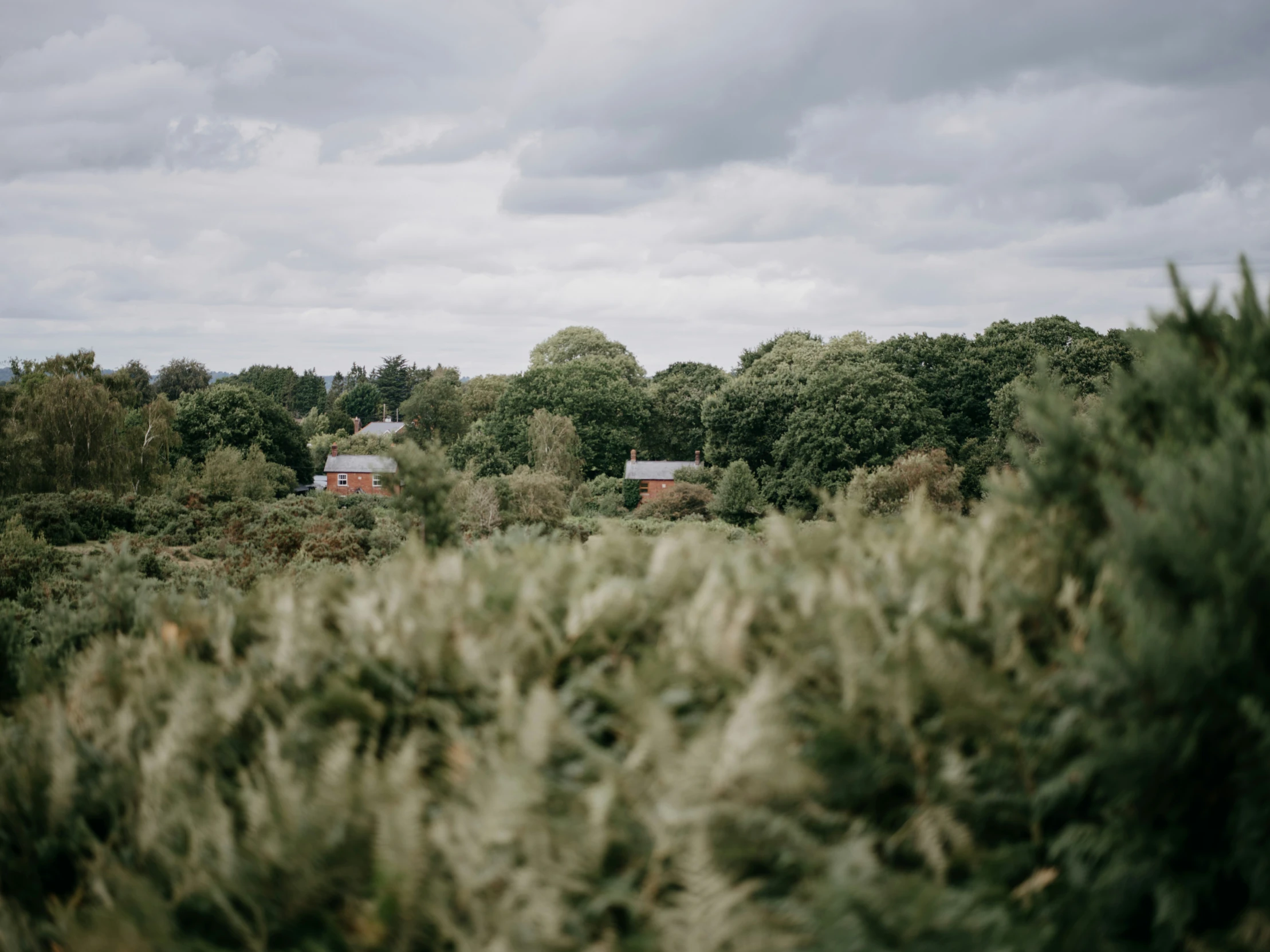 some plants in the foreground with some house roofs and trees in the background