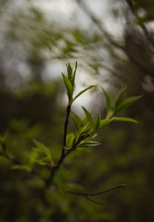 a blurry po of nches and leaves