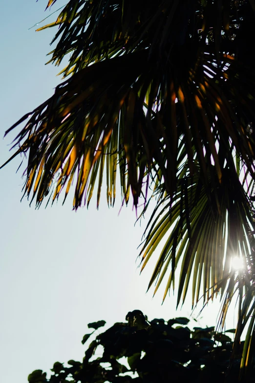 the sun is setting in front of some palm trees