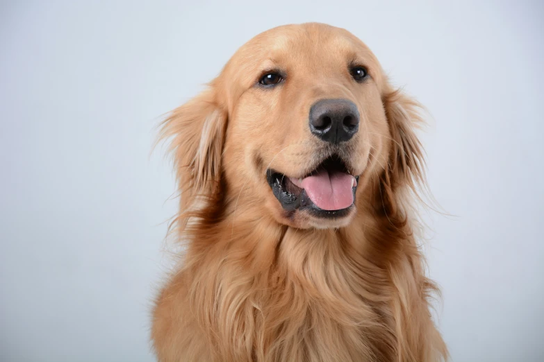 a golden dog looks up with his teeth wide open