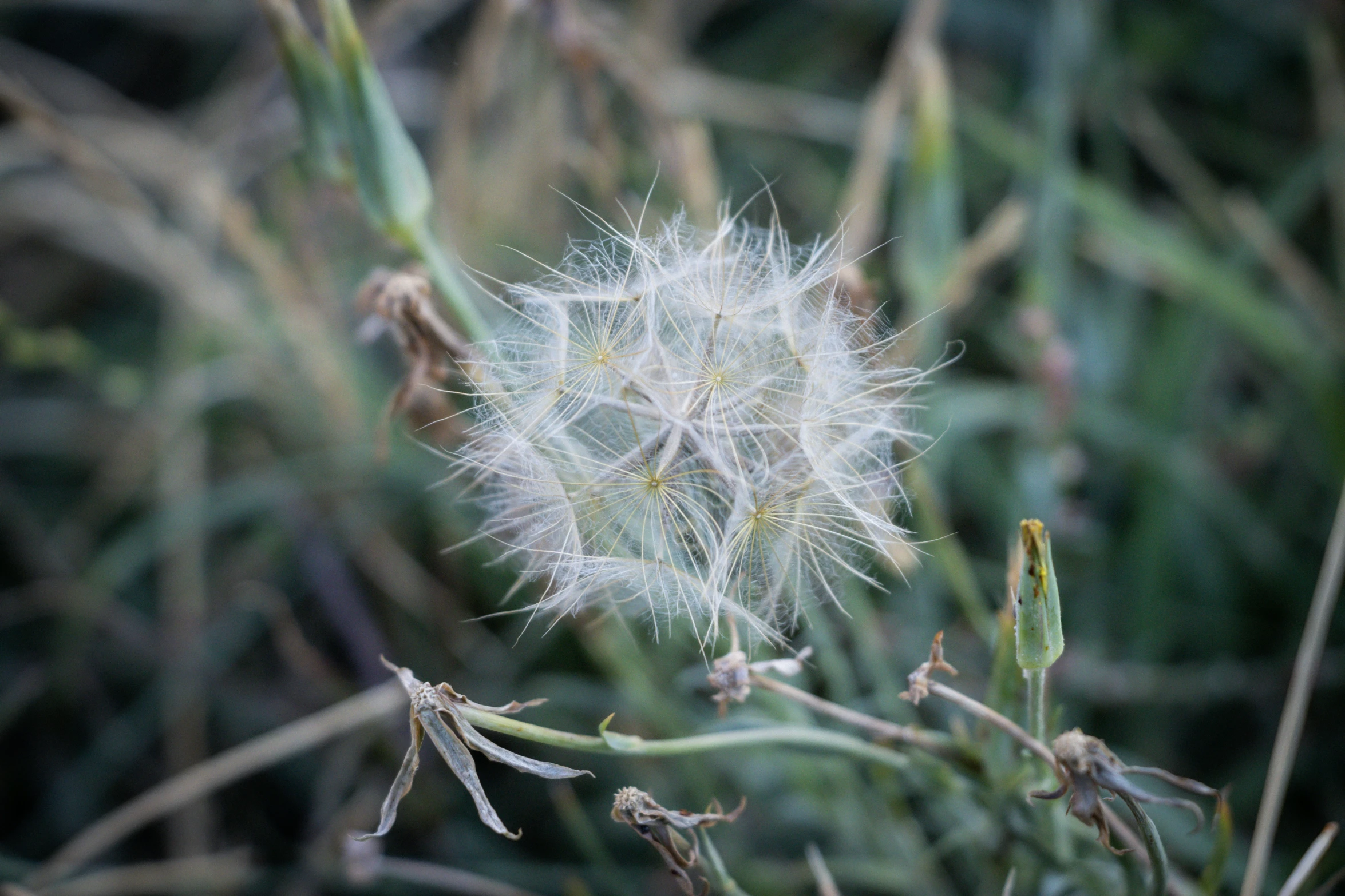 the dandelion flower that appears to be a fluffy white plant