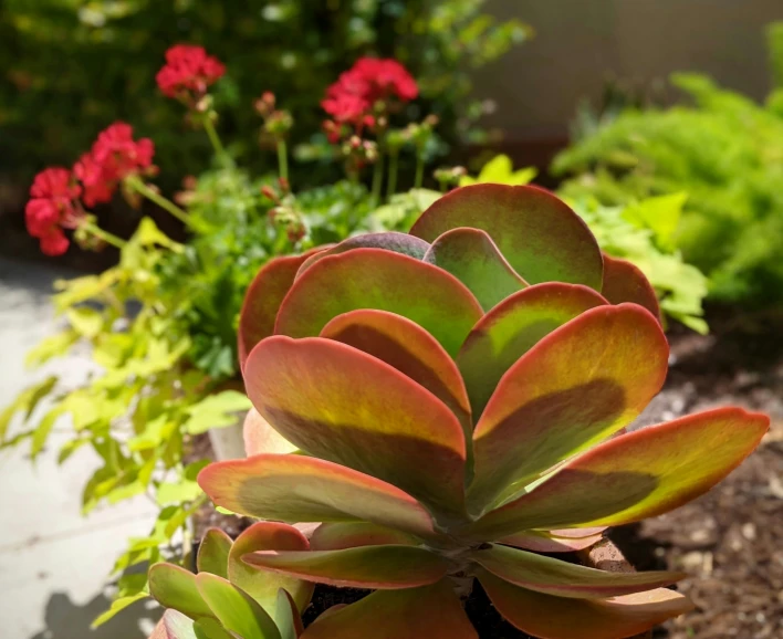 the top of a red succulent plant, growing in a garden