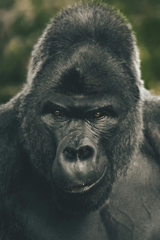 an adult gorilla looks towards the camera with a serious expression