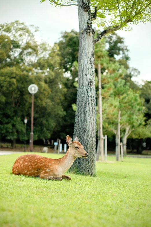 a deer that is sitting under a tree