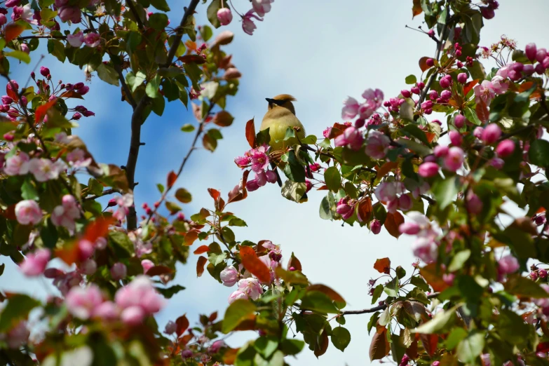 a bird perched on the top of a tree with flowers