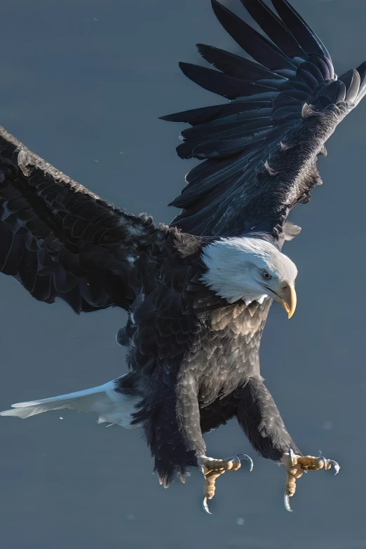 the eagle is landing on one leg above water