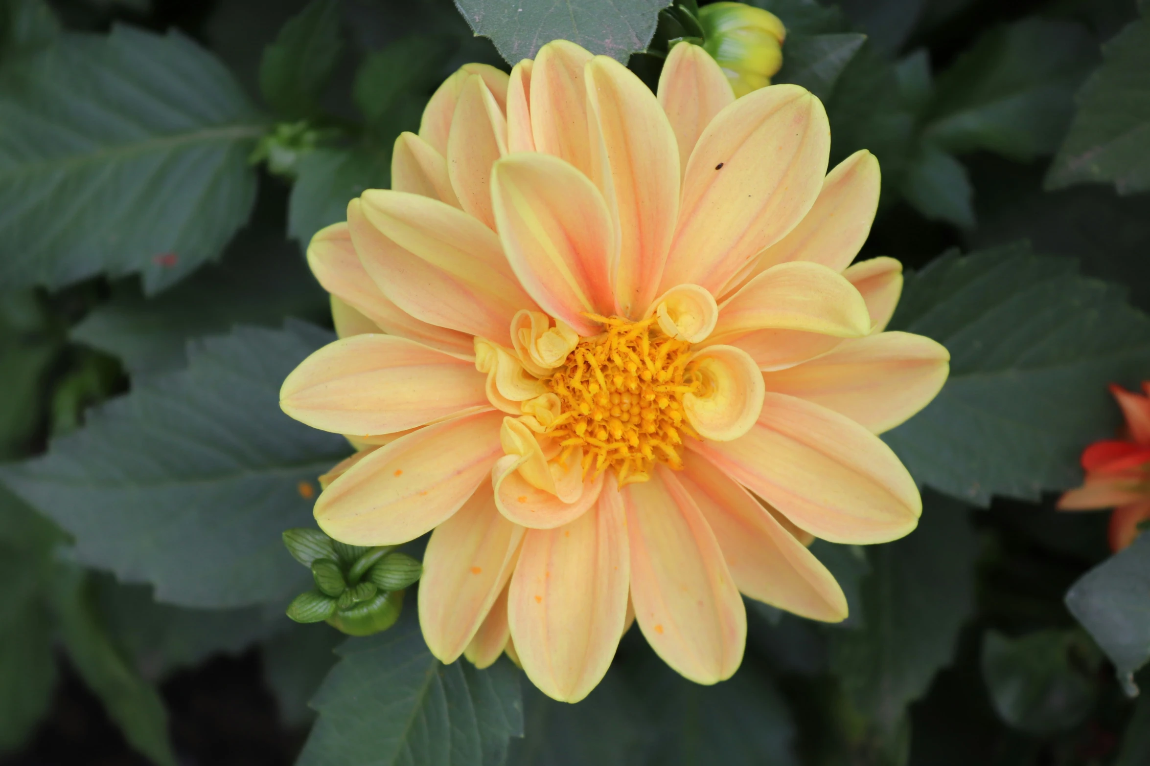 a close up s of an orange flower