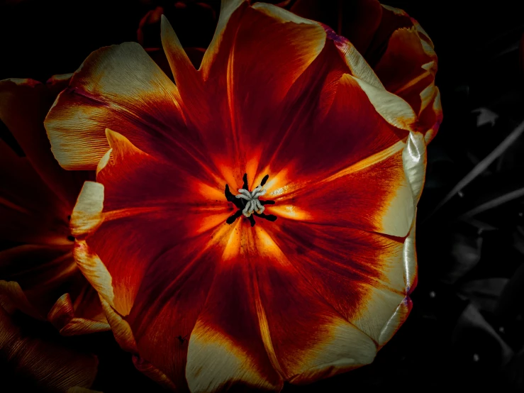 the red and white flower is blooming inside of it's center
