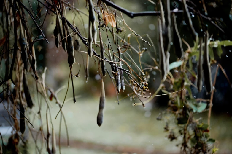 small tree nches with water drops on them