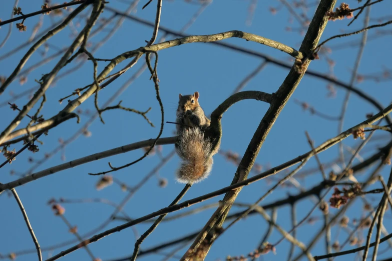 a squirrel sits in a tree on a spring day