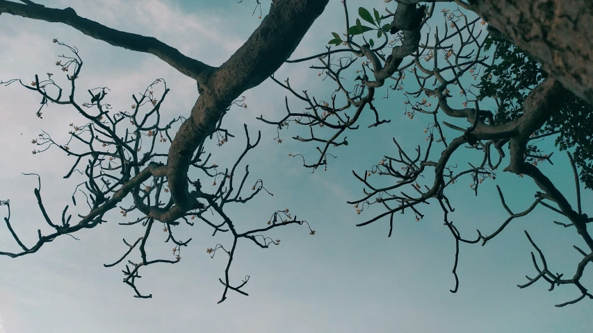 two giraffes with their necks turned to look up at trees