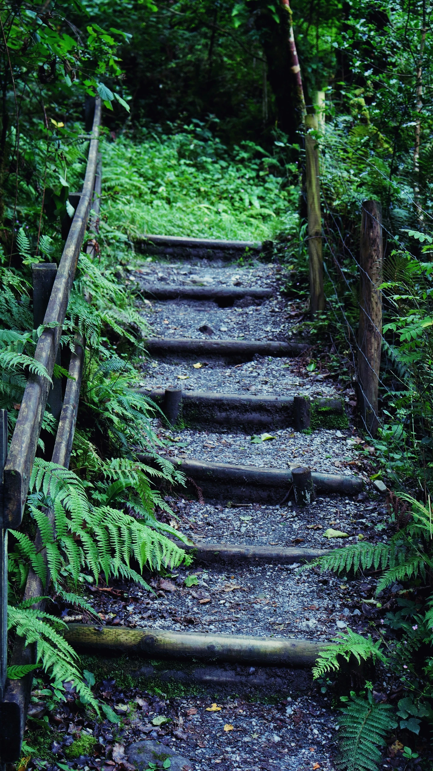 this is an image of a path in the forest