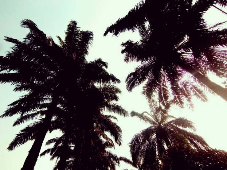 silhouetted palm trees and a jet plane against a blue sky