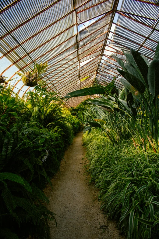 a pathway in a greenhouse with lush foliage