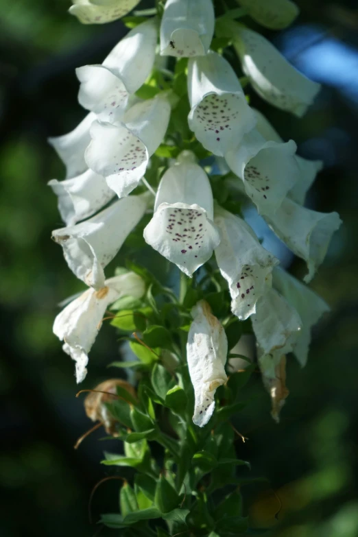 a group of white flowers sitting on top of a green plant