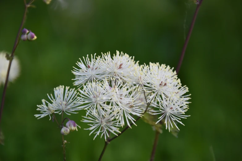 the wild flower is blooming in front of green blurred background