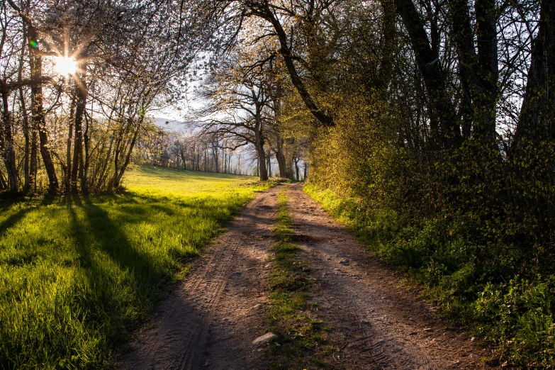 a dirt road surrounded by trees and grass