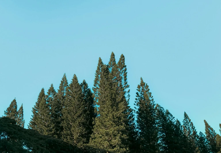 a plane flying over some trees and a hill