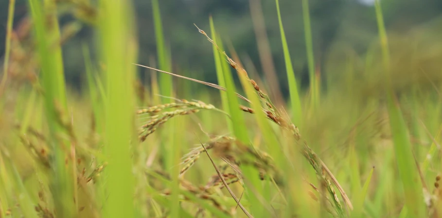 the tall grass is very green and tall