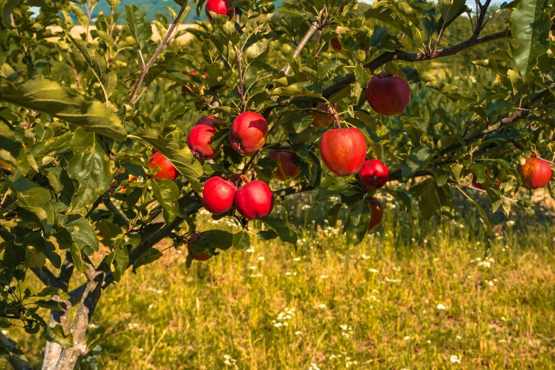 apple trees are laden with fruit in the sunlight