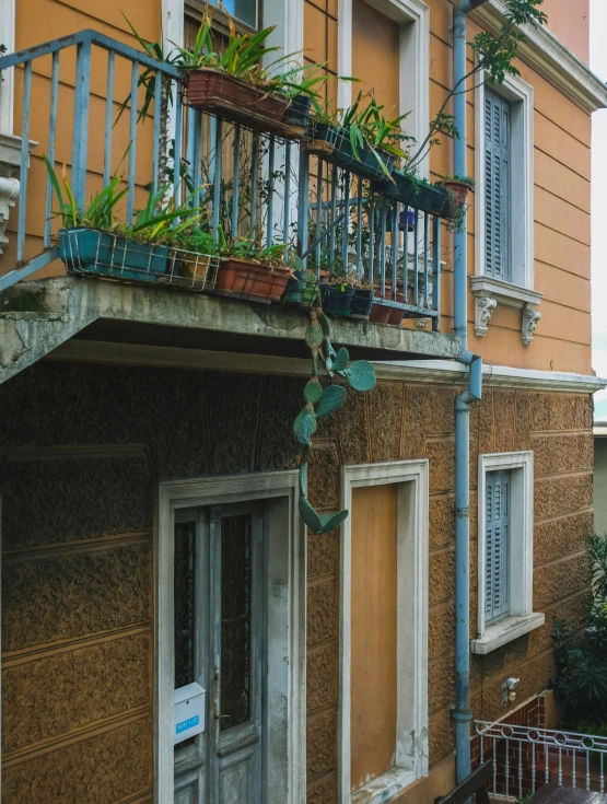 some plants are on the outside of a building