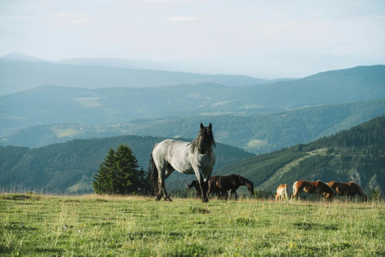 horses grazing and eating grass in a large meadow