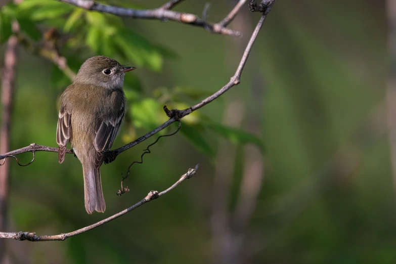 this little bird is sitting on a small nch