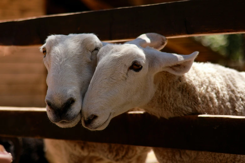 two sheeps in a wooden pen, one is looking directly at the camera