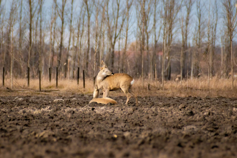 an animal on a dirt ground with trees in the background