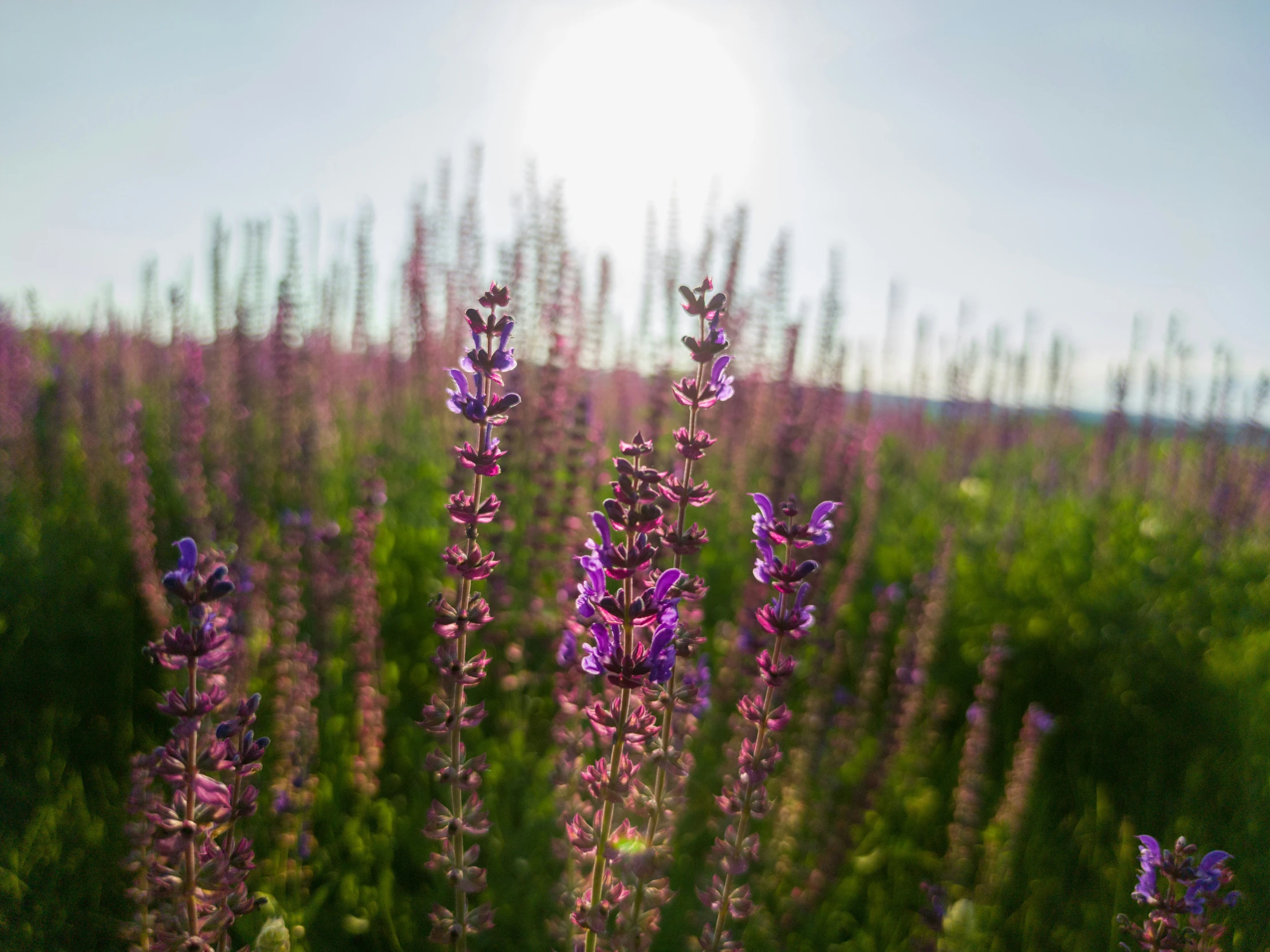 purple flowers bloom on a sunny day