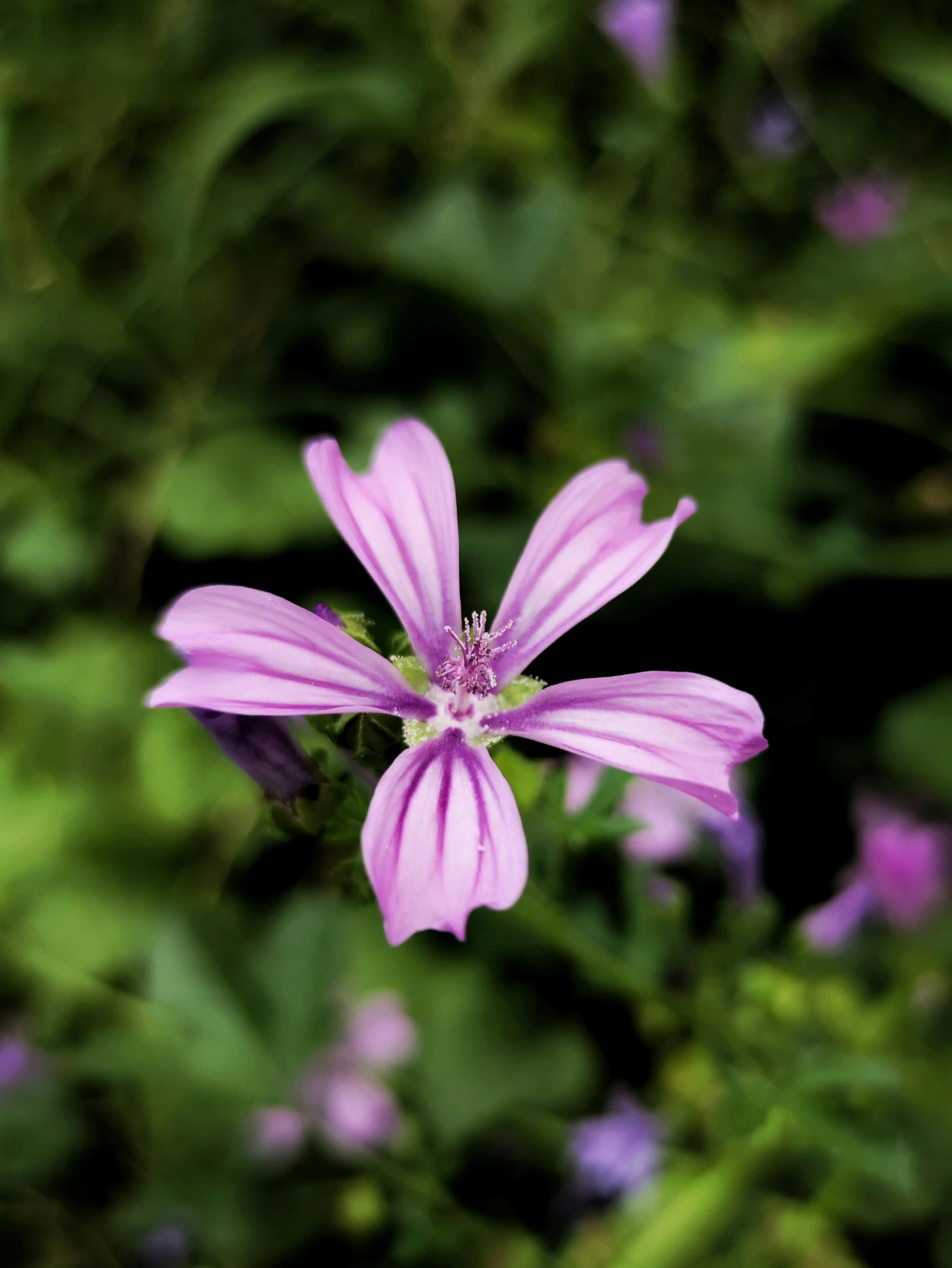 a small purple flower growing in the middle of bushes