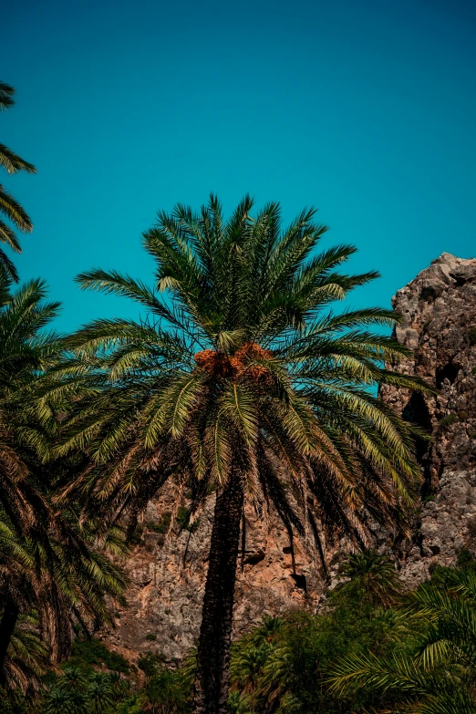 palm tree with blue sky background in the jungle