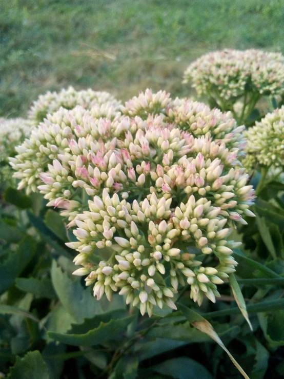 an image of plant life in a field