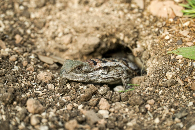 an lizard hides in the dirt, under a pile of rocks