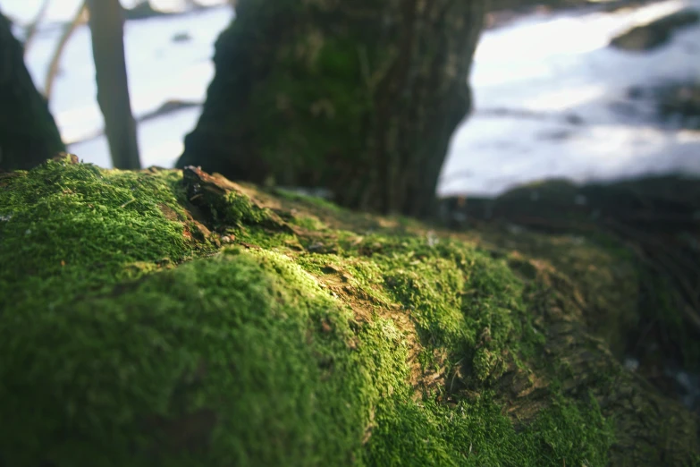 a green moss covered tree in the woods