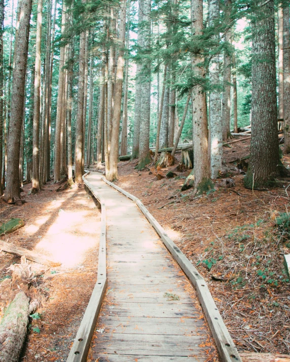 a pathway through the forest on a sunny day