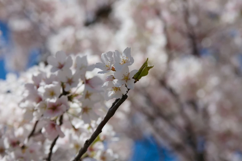 there is a tree blossoming with pink flowers