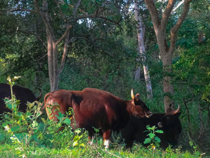 three cattle grazing on grass and trees