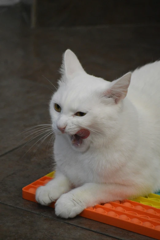 a white cat with it's mouth open lying down on a colorful mat