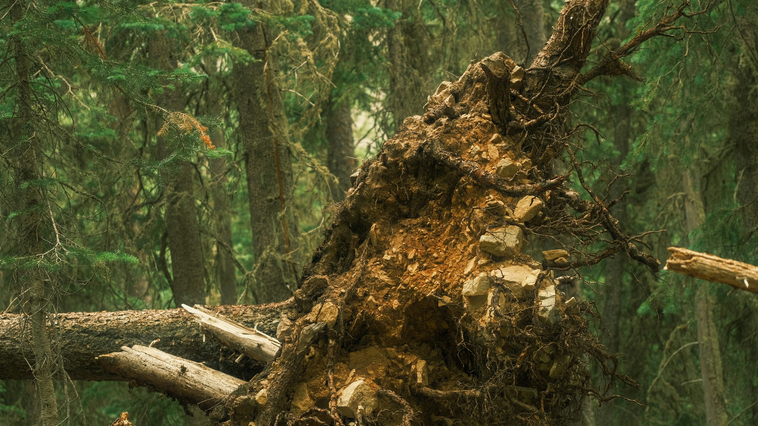 a large fallen tree lying on top of a forest