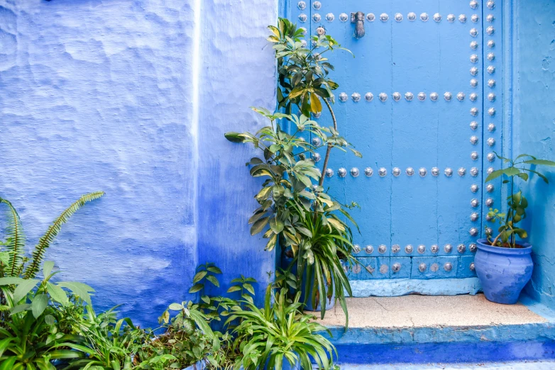 some plants and plants on a wall