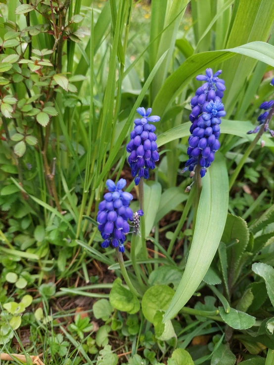 several blue flowers stand by some green leaves