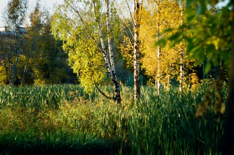 a row of trees next to a grassy field