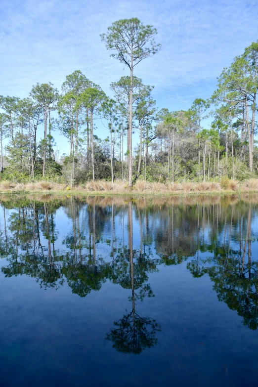 some trees and water with no one in them