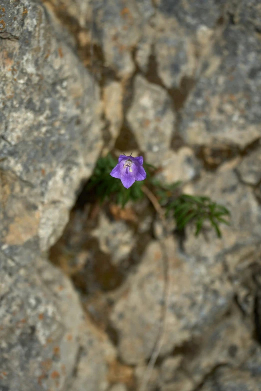 small purple flower growing out of between two rocks
