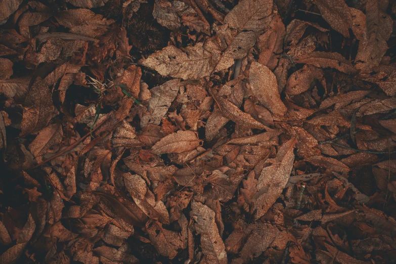 a large pile of wood chips next to a bird